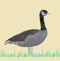 Todd Farm logo